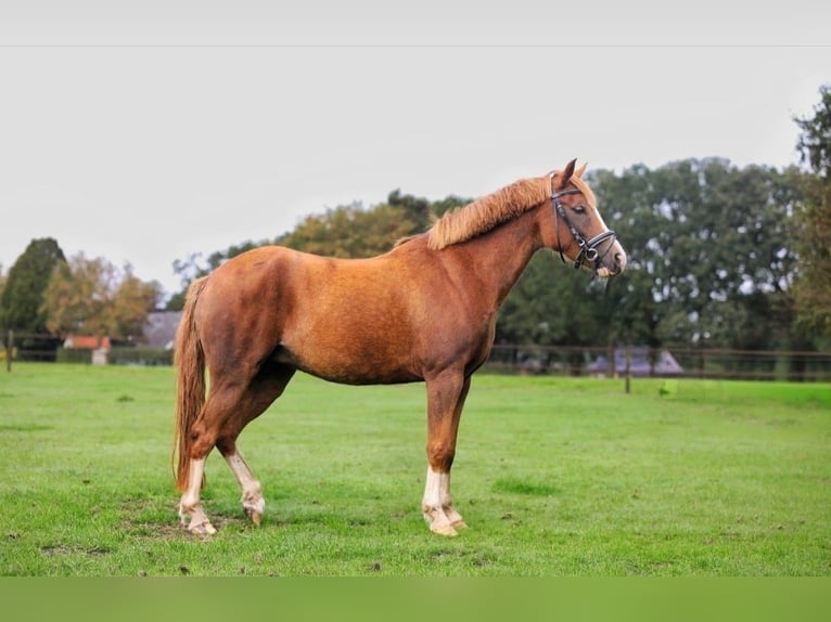New Forest Pony Stute 6 Jahre 135 cm  in Beilen