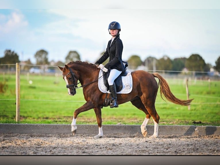 New Forest Pony Stute 6 Jahre 135 cm  in Beilen