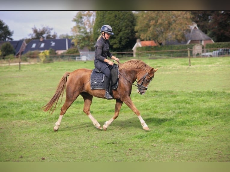 New Forest Pony Stute 6 Jahre 135 cm  in Beilen