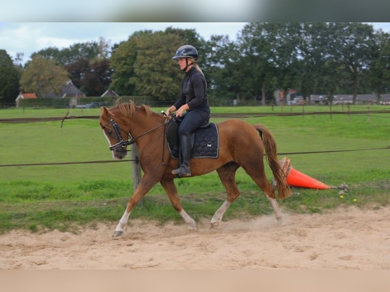 New Forest Pony Stute 6 Jahre 135 cm  in Beilen