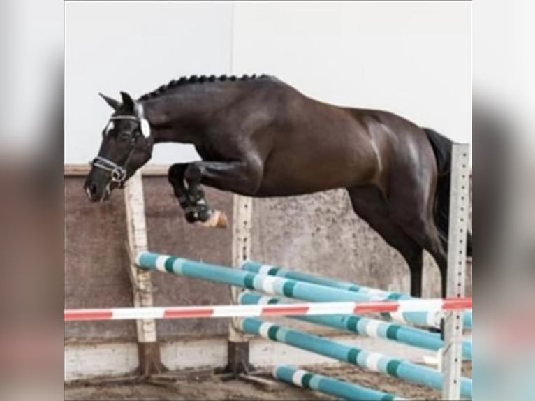 New Forest Pony Stute 6 Jahre 135 cm Rappe in Dongen