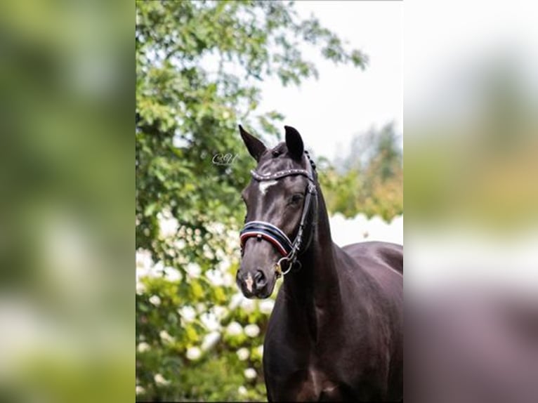 New Forest Pony Stute 6 Jahre 135 cm Rappe in Dongen