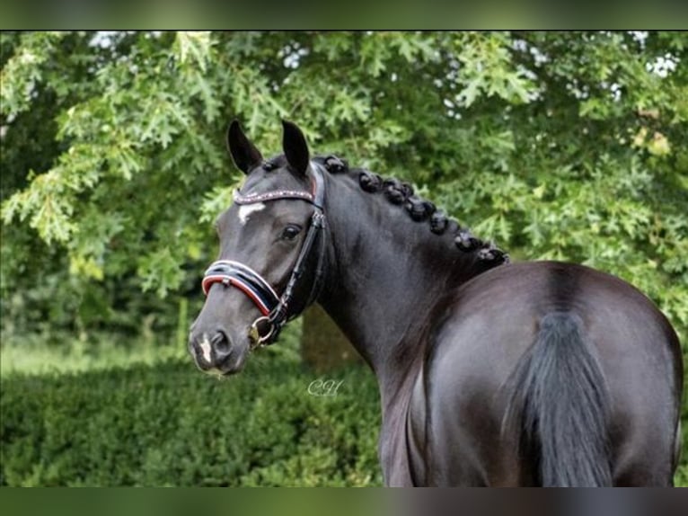 New Forest Pony Stute 6 Jahre 135 cm Rappe in Dongen