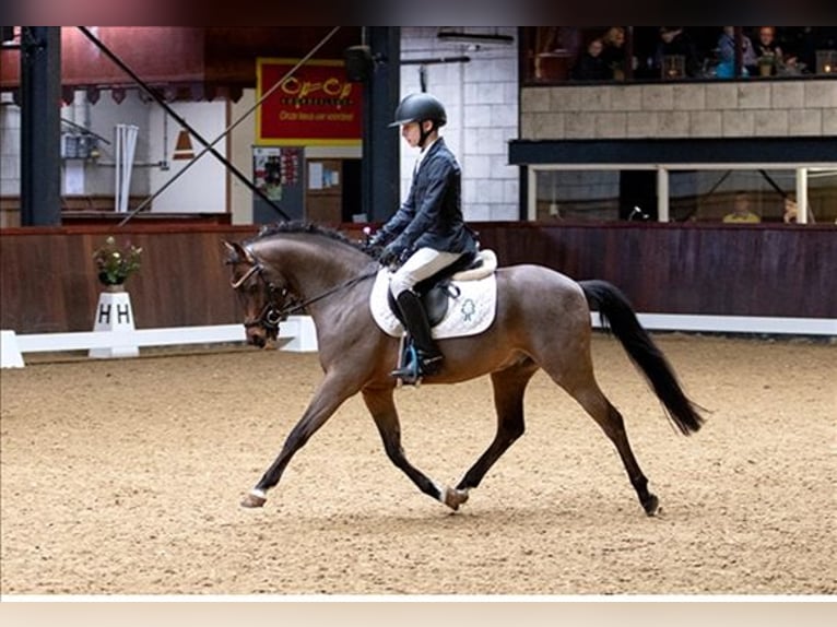 New Forest Pony Stute 6 Jahre 135 cm Rappe in Dongen
