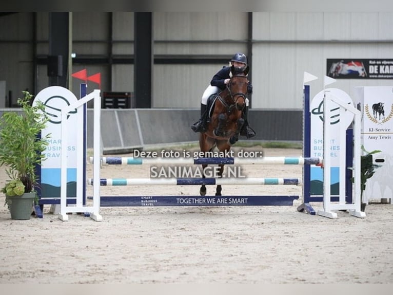 New Forest Pony Stute 6 Jahre 136 cm Brauner in Heemskerk