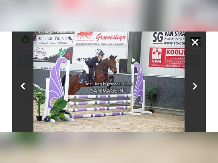 New Forest Pony Stute 6 Jahre 136 cm Brauner in Heemskerk