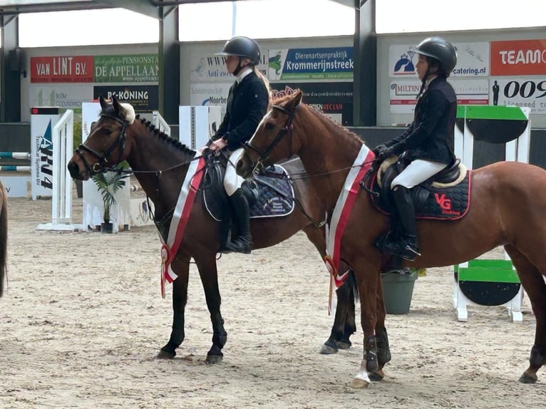 New Forest Pony Stute 6 Jahre 136 cm Brauner in Heemskerk