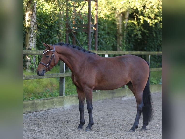 New Forest Pony Stute 6 Jahre 136 cm Brauner in Heemskerk
