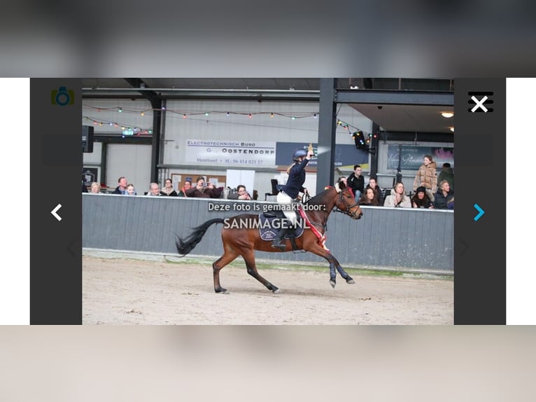 New Forest Pony Stute 6 Jahre 136 cm Brauner in Heemskerk