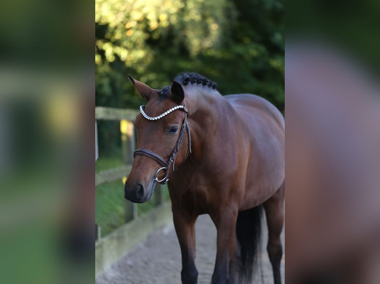New Forest Pony Stute 6 Jahre 136 cm Brauner in Heemskerk
