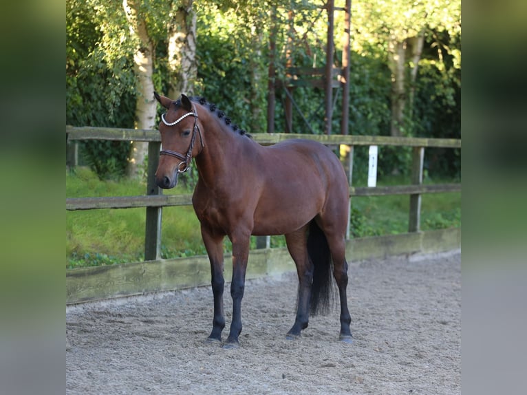 New Forest Pony Stute 6 Jahre 136 cm Brauner in Heemskerk
