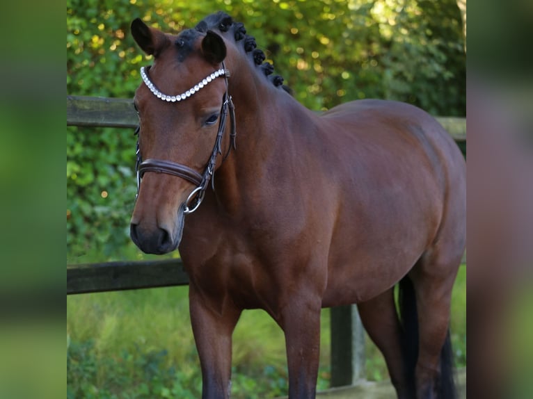 New Forest Pony Stute 6 Jahre 136 cm Brauner in Heemskerk