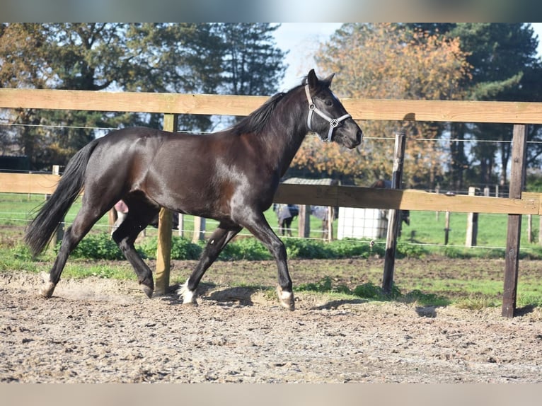 New Forest Pony Stute 6 Jahre 138 cm Rappe in Achtmaal