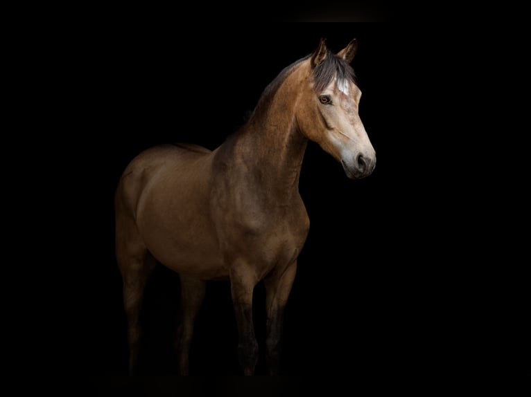 New Forest Pony Stute 6 Jahre 144 cm Falbe in Gilze