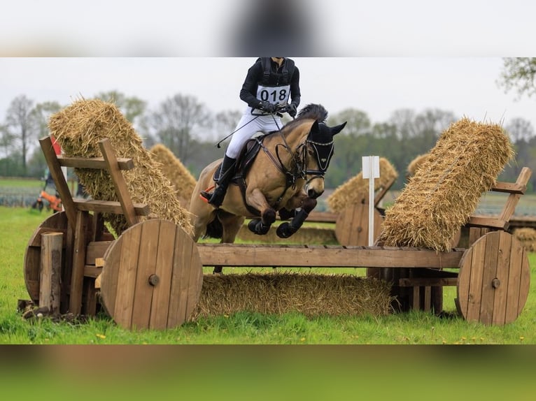 New Forest Pony Stute 6 Jahre 144 cm Falbe in Gilze