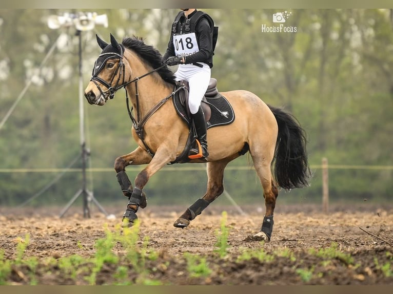 New Forest Pony Stute 6 Jahre 144 cm Falbe in Gilze