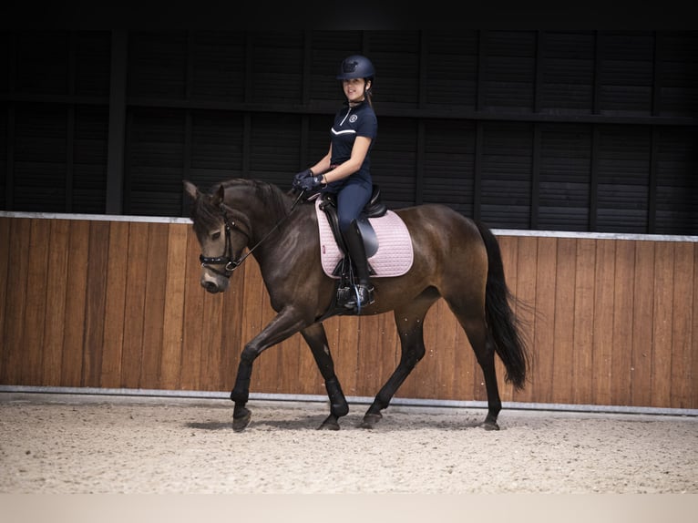 New Forest Pony Stute 6 Jahre 145 cm in Moergestel New Forest Pony Stute 6 Jahre 145 cm in Moergestel
