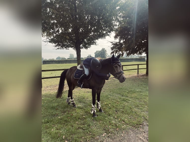 New Forest Pony Stute 6 Jahre 145 cm in Moergestel New Forest Pony Stute 6 Jahre 145 cm in Moergestel