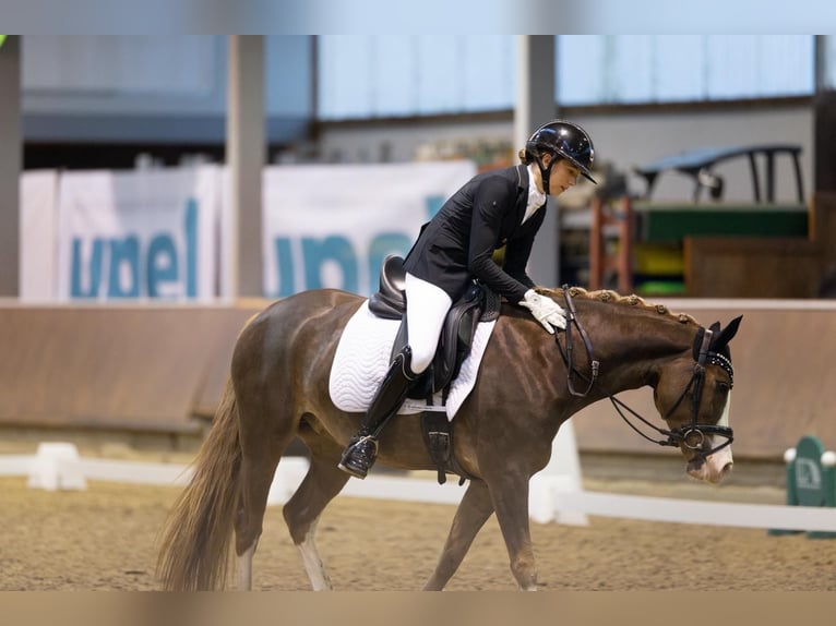 New Forest Pony Stute 6 Jahre 146 cm Brauner in Swisttal
