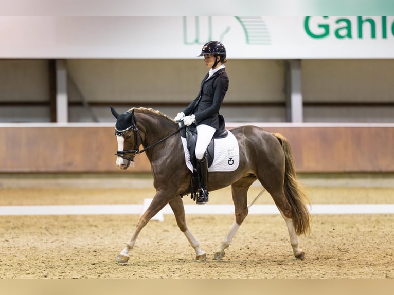 New Forest Pony Stute 6 Jahre 146 cm Brauner in Swisttal