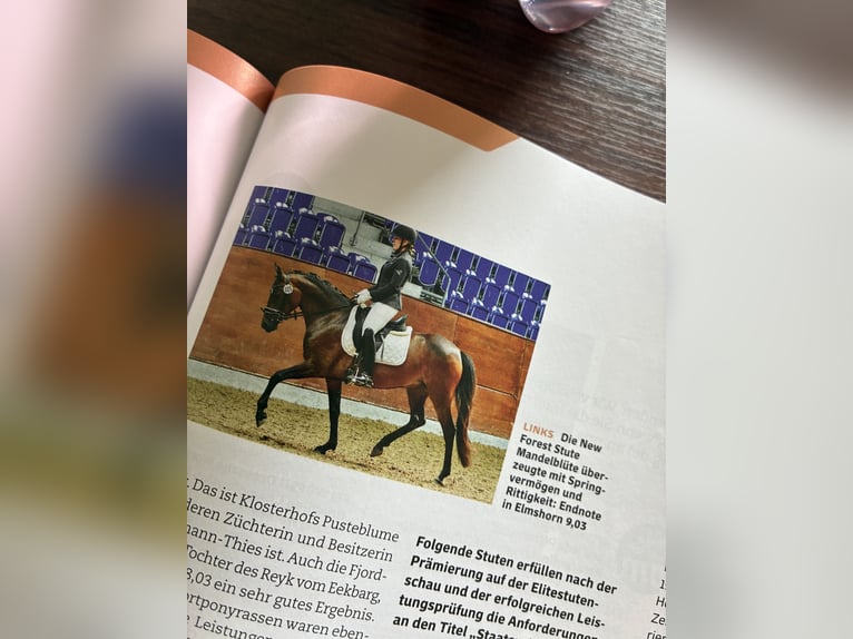 New Forest Pony Stute 6 Jahre 146 cm Dunkelbrauner in PinnebergPinneberg