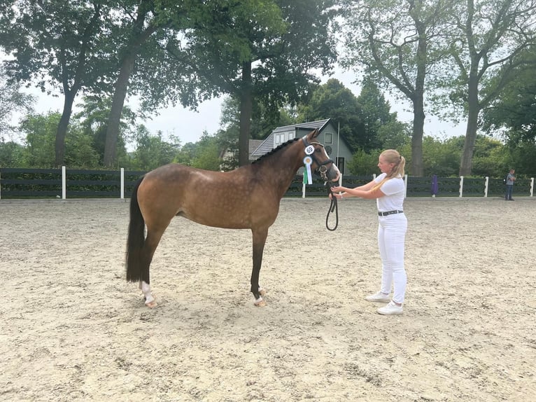 New Forest Pony Stute 6 Jahre 148 cm Brauner in Zwartemeer