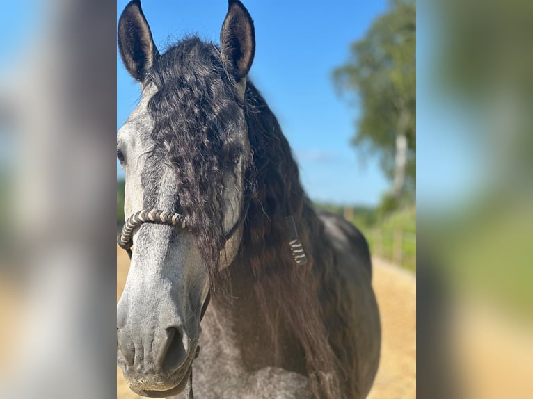 New Forest Pony Stute 6 Jahre 165 cm Schimmel in Nussdorf