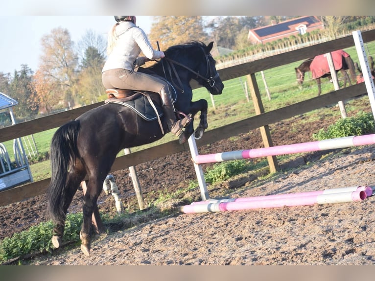 New Forest Pony Stute 7 Jahre 138 cm Rappe in Achtmaal