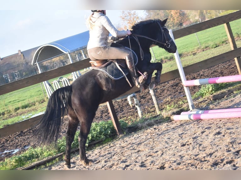 New Forest Pony Stute 7 Jahre 138 cm Rappe in Achtmaal