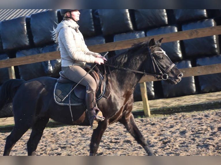 New Forest Pony Stute 7 Jahre 138 cm Rappe in Achtmaal