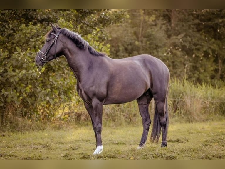New Forest Pony Stute 7 Jahre 138 cm Rappe in Achtmaal
