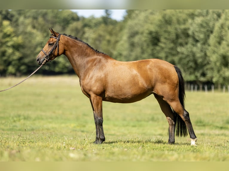 New Forest Pony Stute 7 Jahre 142 cm Brauner in Heinzenbach
