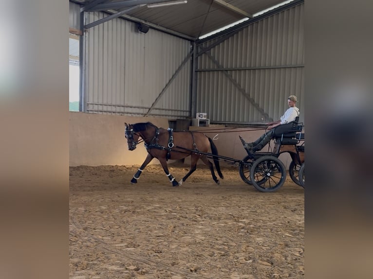 New Forest Pony Stute 7 Jahre 142 cm Brauner in Heinzenbach