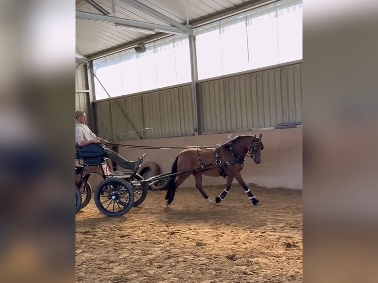 New Forest Pony Stute 7 Jahre 142 cm Brauner in Heinzenbach
