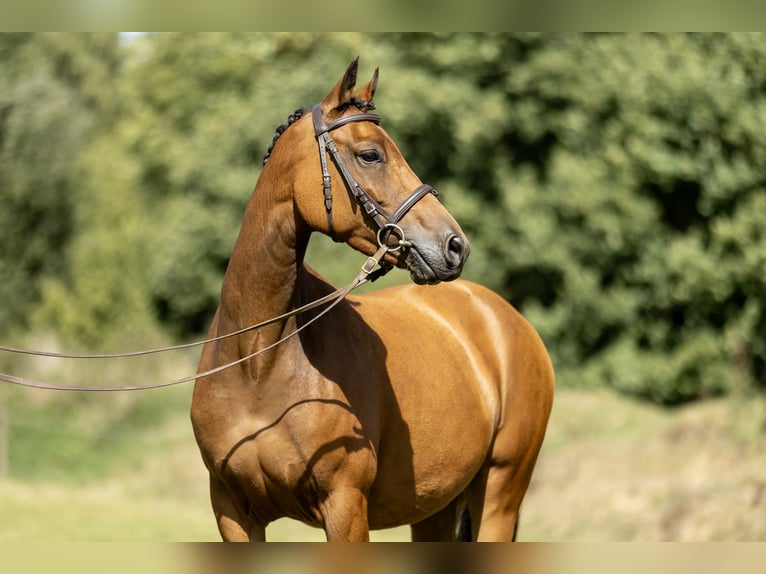 New Forest Pony Stute 7 Jahre 142 cm Brauner in Heinzenbach