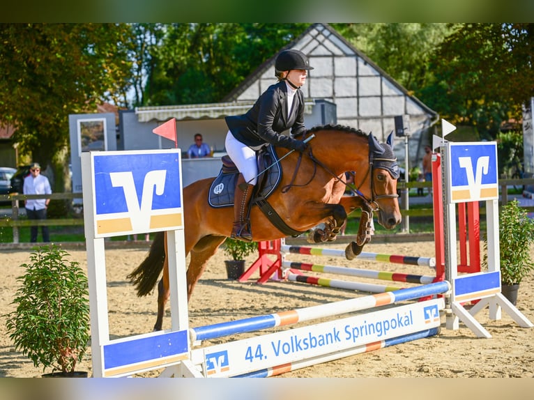 New Forest Pony Stute 7 Jahre 148 cm Brauner in Sendenhorst