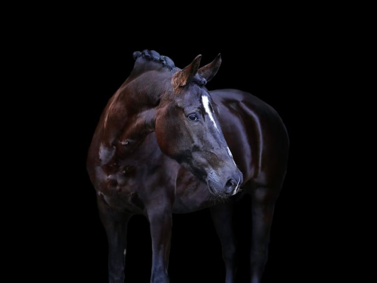 New Forest Pony Stute 7 Jahre 148 cm Rappe in Molenweg 73 Koningsbosch