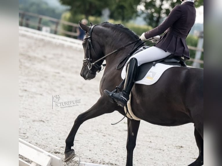 New Forest Pony Stute 7 Jahre 148 cm Rappe in Molenweg 73 Koningsbosch