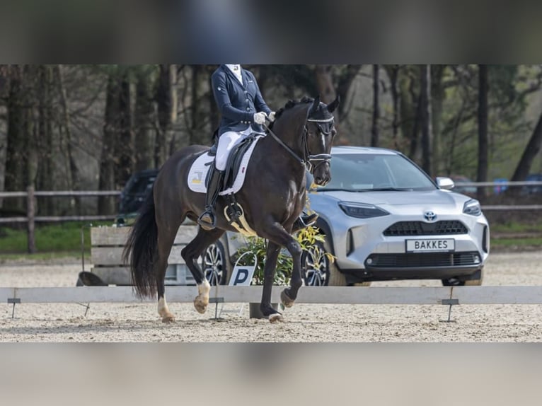 New Forest Pony Stute 7 Jahre 148 cm Rappe in Molenweg 73 Koningsbosch