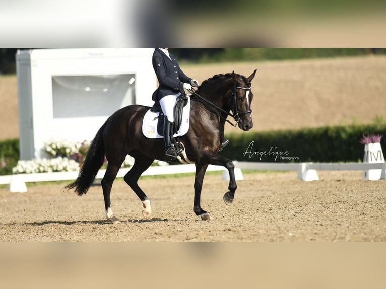 New Forest Pony Stute 7 Jahre 148 cm Rappe in Molenweg 73 Koningsbosch