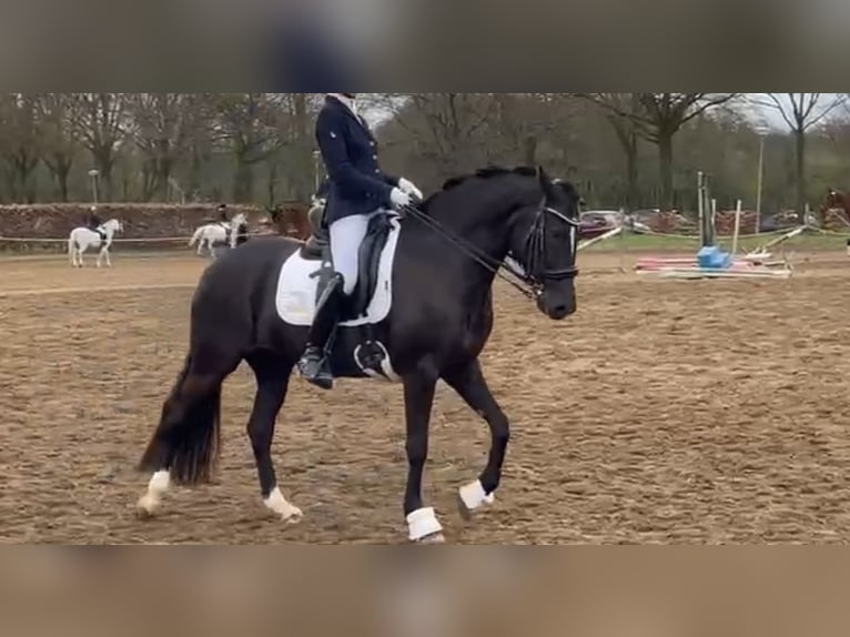 New Forest Pony Stute 7 Jahre 148 cm Rappe in Molenweg 73 Koningsbosch