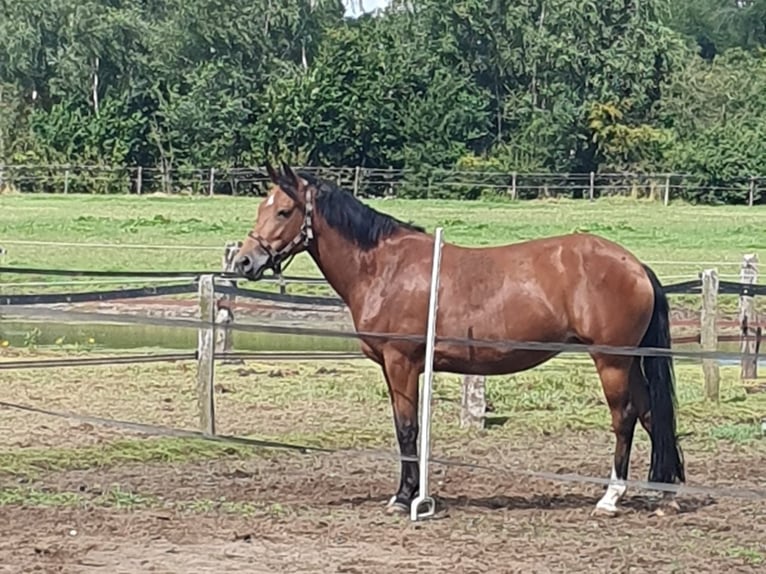 New Forest Pony Stute 8 Jahre 142 cm Brauner in Eibergen