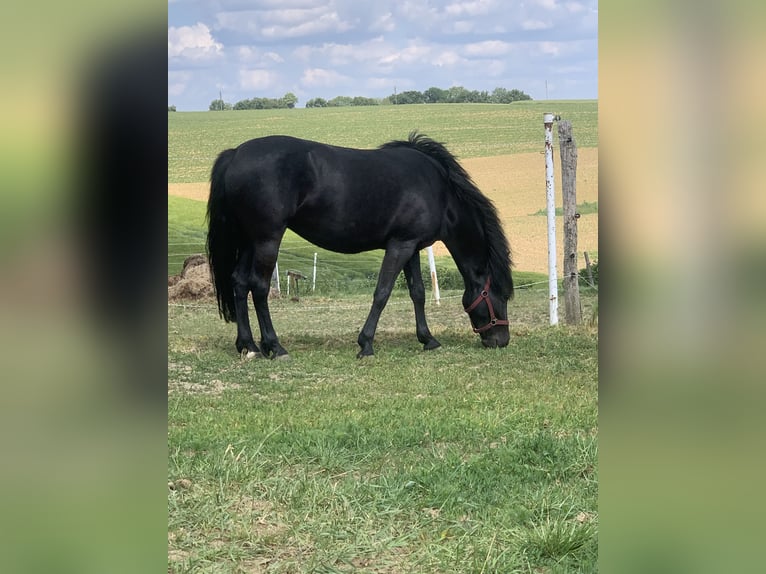 New Forest Pony Stute 8 Jahre 145 cm Rappe in Roigheim