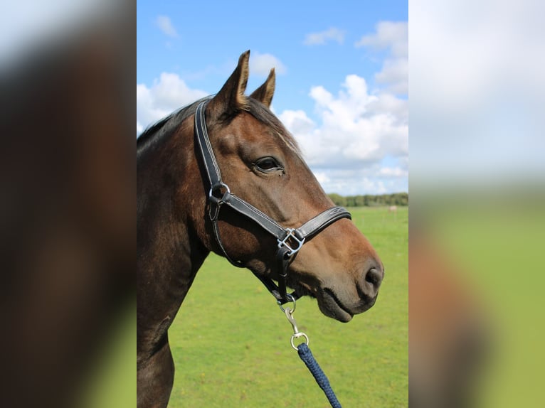 New Forest Pony Stute 8 Jahre 146 cm Brauner in Gapinge