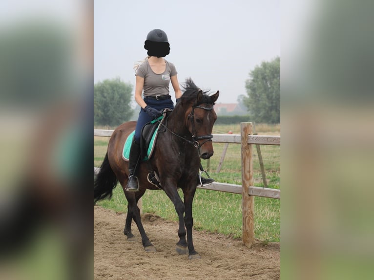 New Forest Pony Stute 8 Jahre 146 cm Brauner in Gapinge