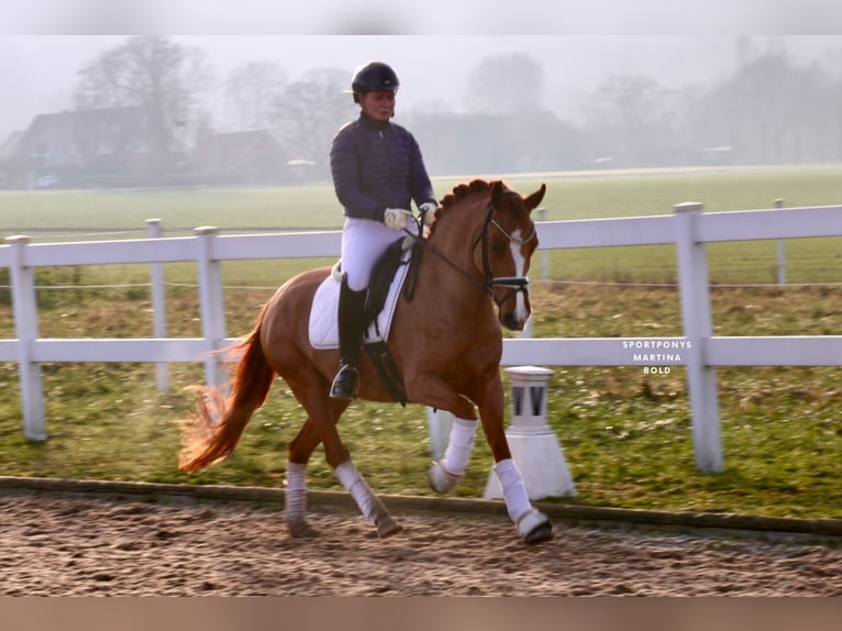 New Forest Pony Stute 8 Jahre 147 cm Fuchs in Recke, bei Osnabrück