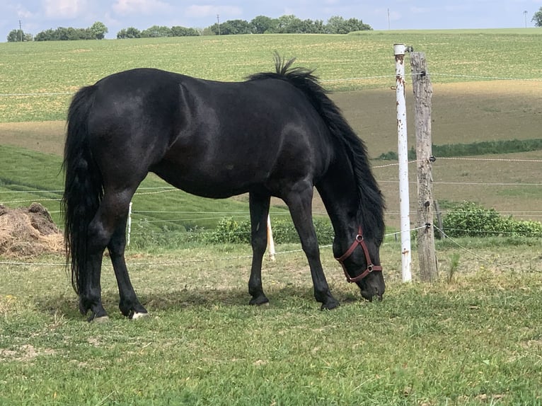 New Forest Pony Stute 9 Jahre 145 cm Rappe in Roigheim