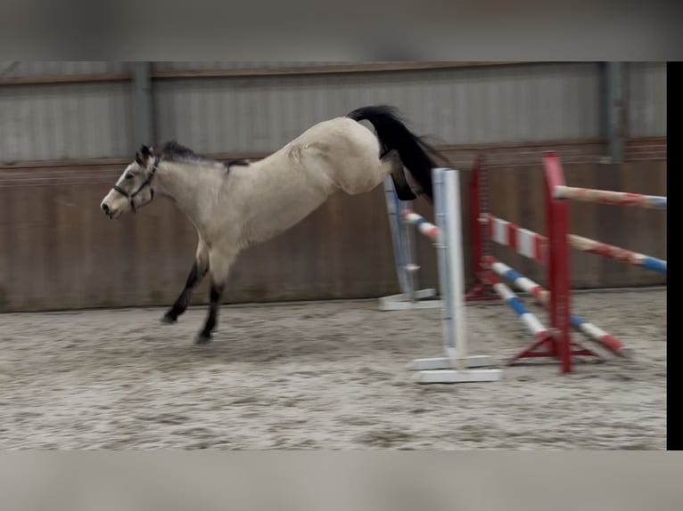 New Forest Pony Stute 9 Jahre 146 cm Falbe in Zieuwent