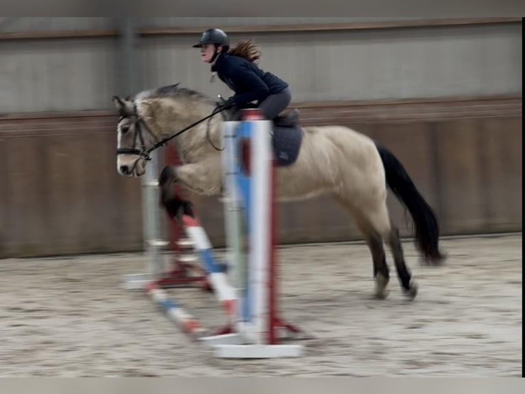 New Forest Pony Stute 9 Jahre 146 cm Falbe in Zieuwent