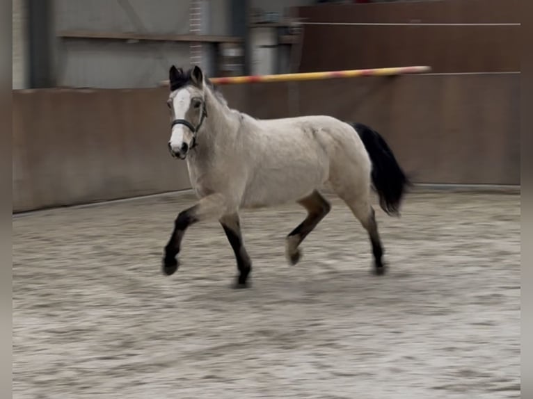 New Forest Pony Stute 9 Jahre 146 cm Falbe in Zieuwent